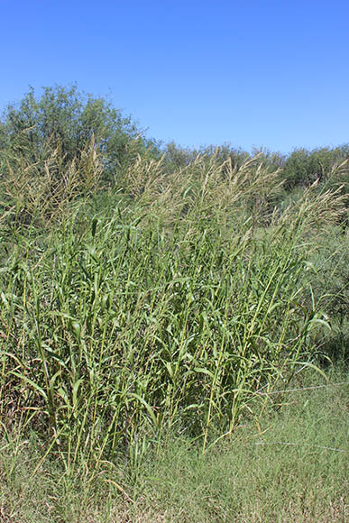  Sorghum halepense